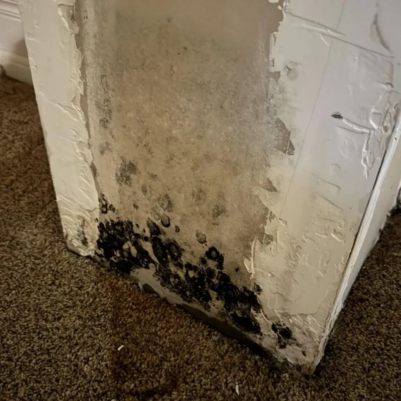 Professional Mold Removal in Marshall County, IL